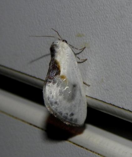 Réf. 170 151 : Cilix glaucata