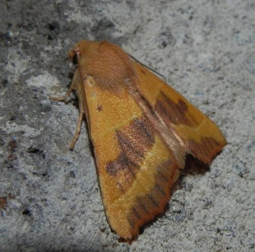 Réf. 170 147 : Atethmia centrago