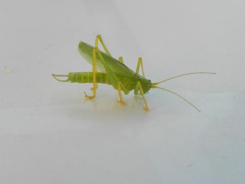 Réf. 170 245 : Meconema thalassinum