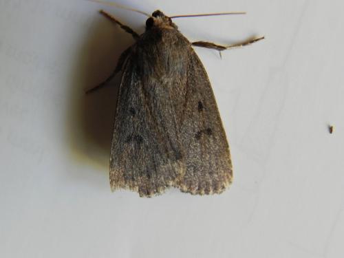 Réf. 170 289 : Amphipyra tragopoginis