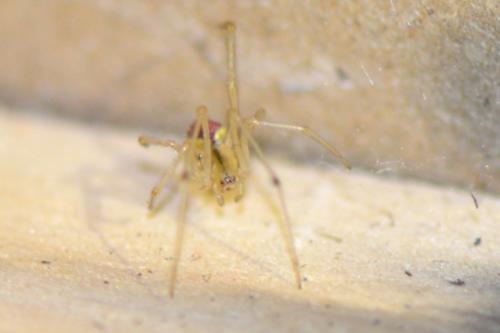 Enoplognatha sp.