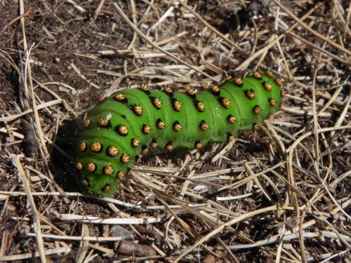 Saturnia sp.