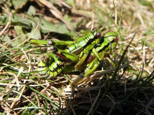 Miramella alpina subalpina