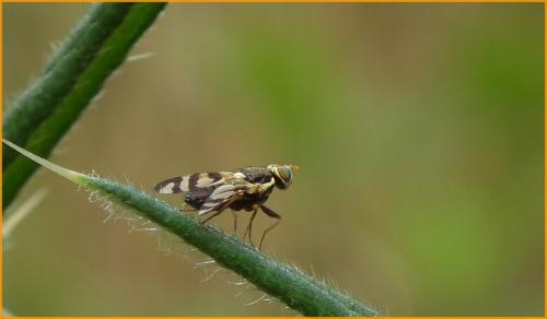 Réf. 170 101 : Urophora jaceana