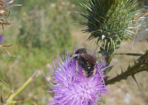 Bombus sp.