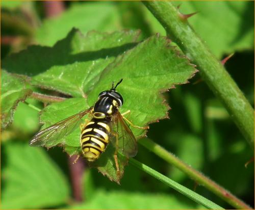 Chrysotoxum cautum