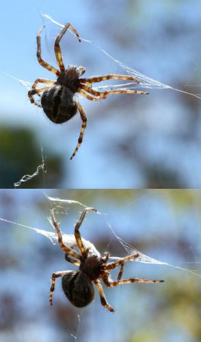 Agalenatea redii