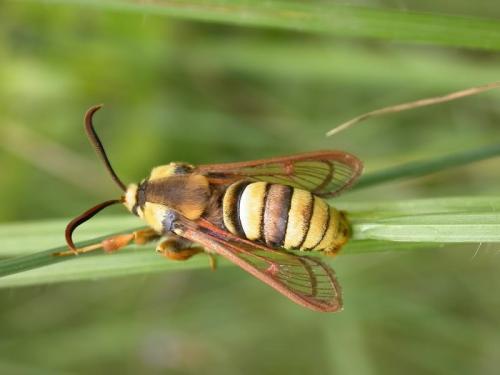 Sesia apiformis