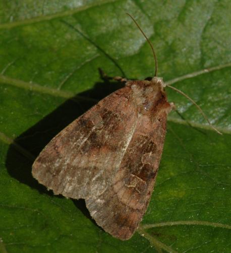 Xestia sexstrigata