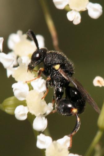Brachymeria sp.