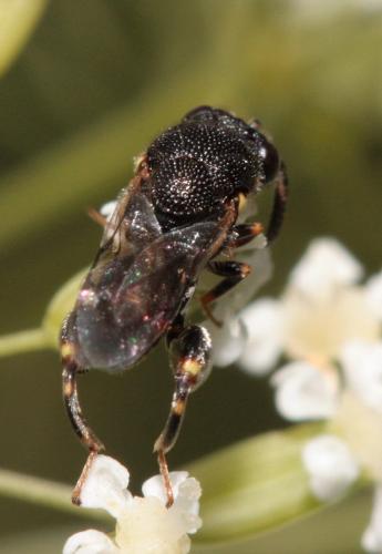 Brachymeria sp.
