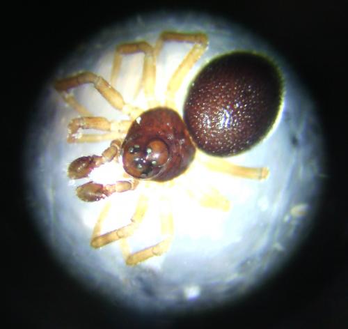 Pelecopsis parallela