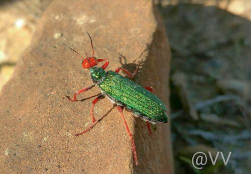 Réf. 170 768 : Eupompha fissiceps