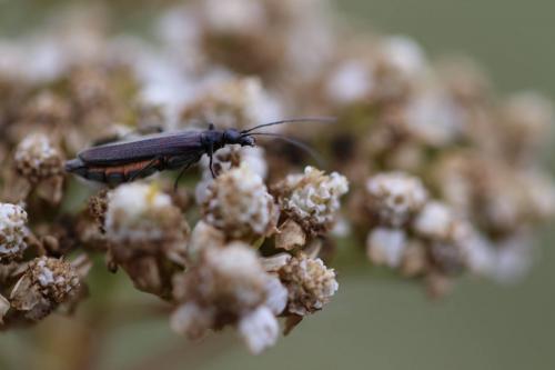 Oedemera sp.