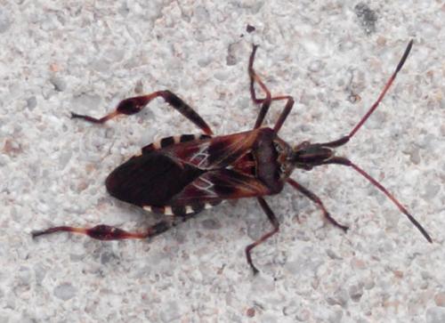 Réf. 170 069 : Leptoglossus occidentalis