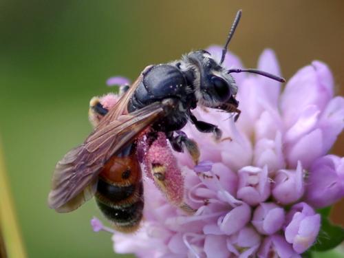 Andrena hattorfiana