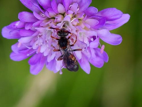 Nomada sp.