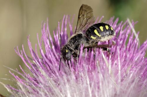 Anthidium septemspinosum