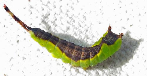 Furcula furcula