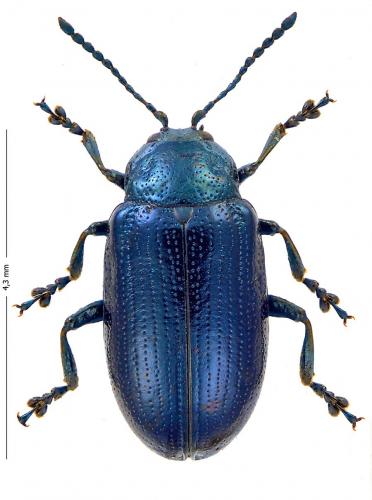 Réf. 170 796 : Phratora tibialis