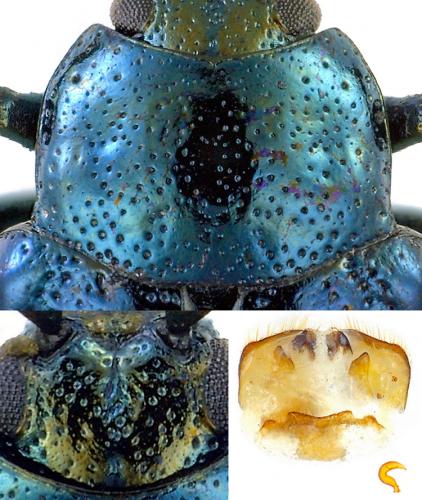 Réf. 170 797 : Phratora tibialis