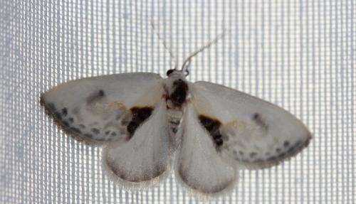 Réf. 170 902 : Cilix glaucata