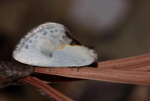 Réf. 170 903 : Cilix glaucata