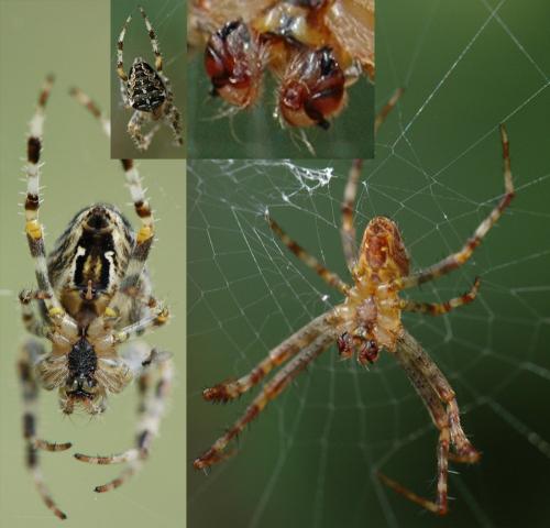 Araneus diadematus