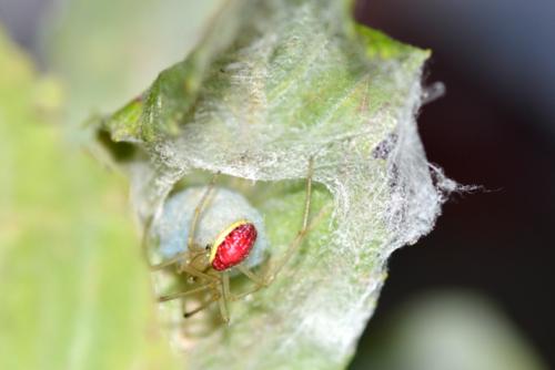 Réf. 170 792 : Enoplognatha sp.