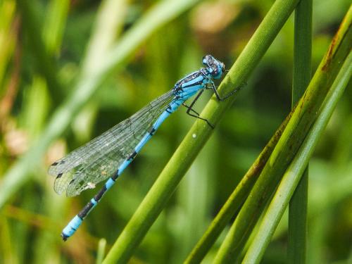 Enallagma cyathigerum