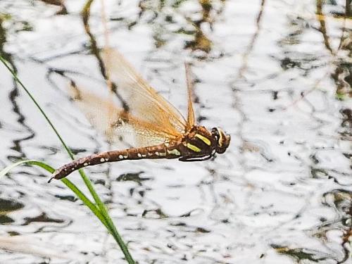 Aeshna grandis