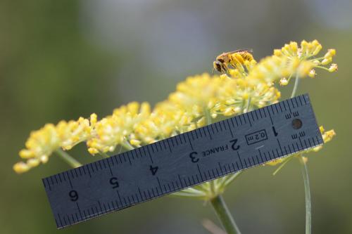 Lasioglossum sp.