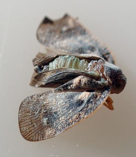 Réf. 170 321 : Metcalfa pruinosa