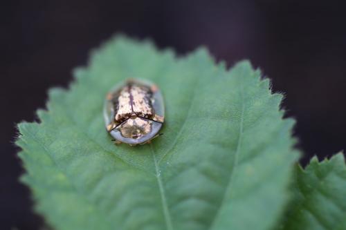 Réf. 170 658 : Aspidimorpha quinquefasciata