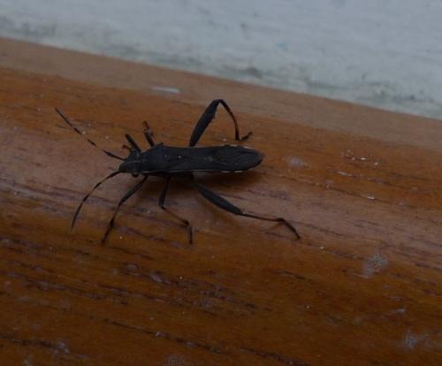 Camptopus lateralis