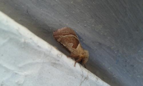 Réf. 170 080 : Triodia sylvina