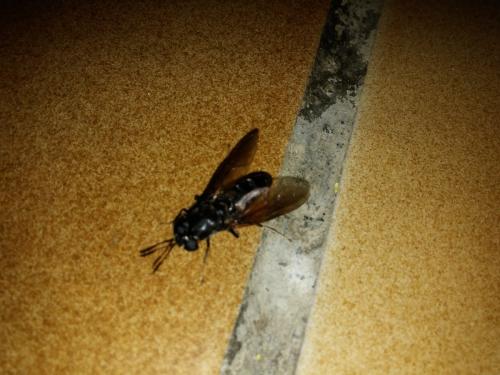 Hermetia illucens
