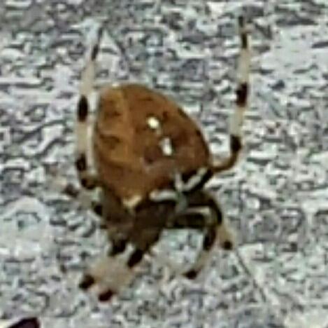 Réf. 170 523 : Araneus sp.