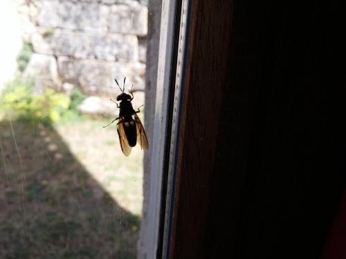 Hermetia illucens