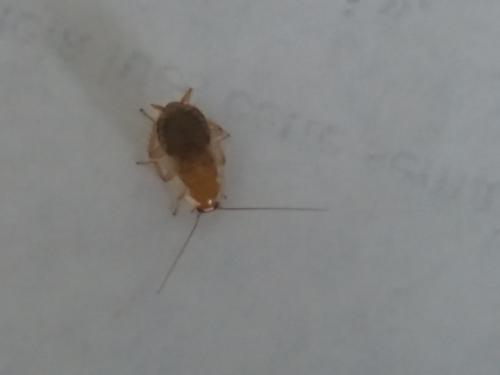 Planuncus vinzi