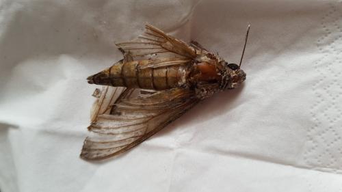 Agrius convolvuli