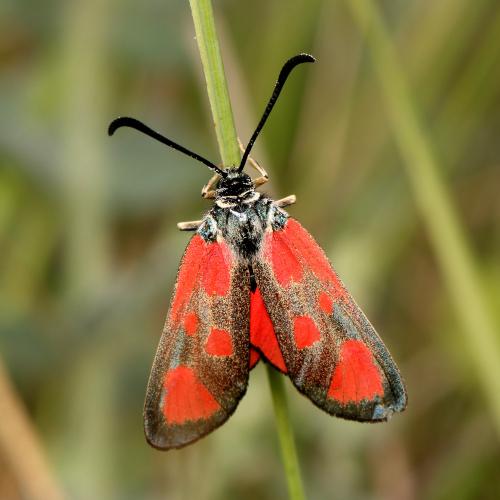Zygaena loti