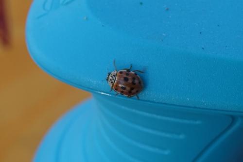 Harmonia quadripunctata