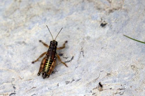 Réf. 170 471 : Podisma sp.