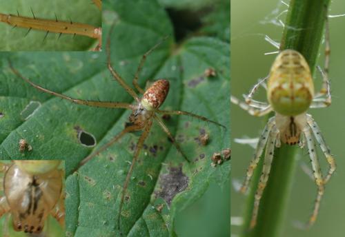 Metellina sp.