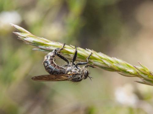 Eutolmus rufibarbis