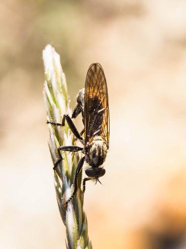 Eutolmus rufibarbis