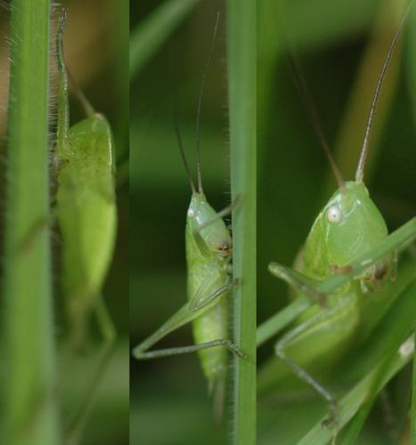 Réf. 170 907 : Ruspolia nitidula