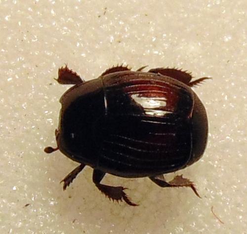Margarinotus purpurascens