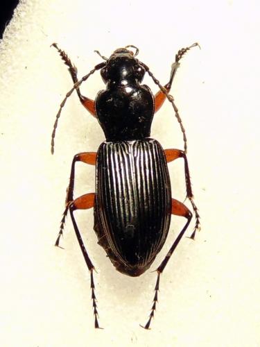 Pterostichus cristatus femoratus
